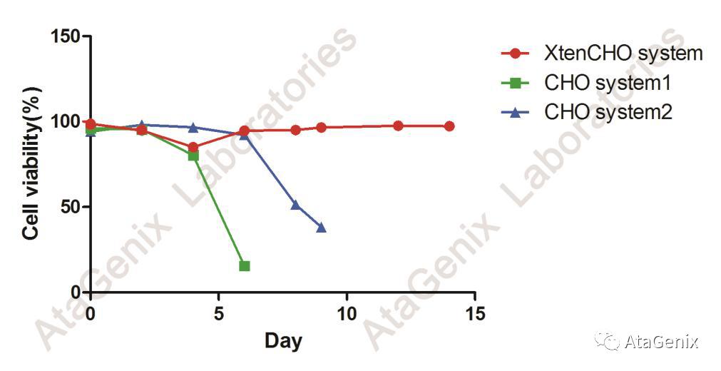 cho细胞是中国仓鼠卵巢细胞吗,中国仓鼠卵巢细胞属于什么细胞
