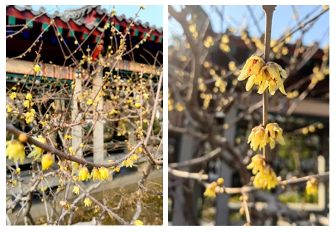 蜡梅和腊梅的区别,蜡梅与梅的区别是什么