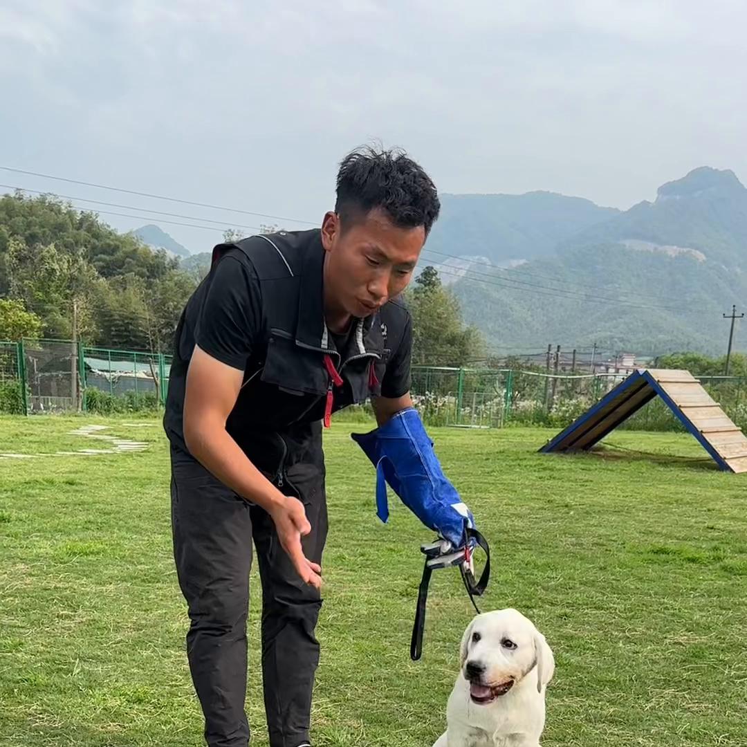 才一个多月的拉布拉多怎么养,几个月的拉布拉多会懂事