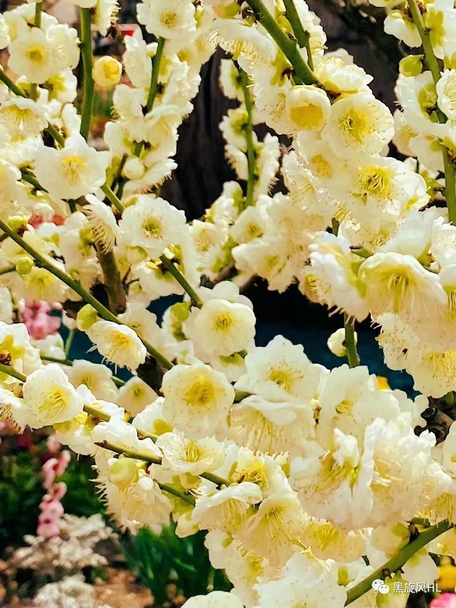 上海莘庄赏梅,新年莘庄梅园赏梅