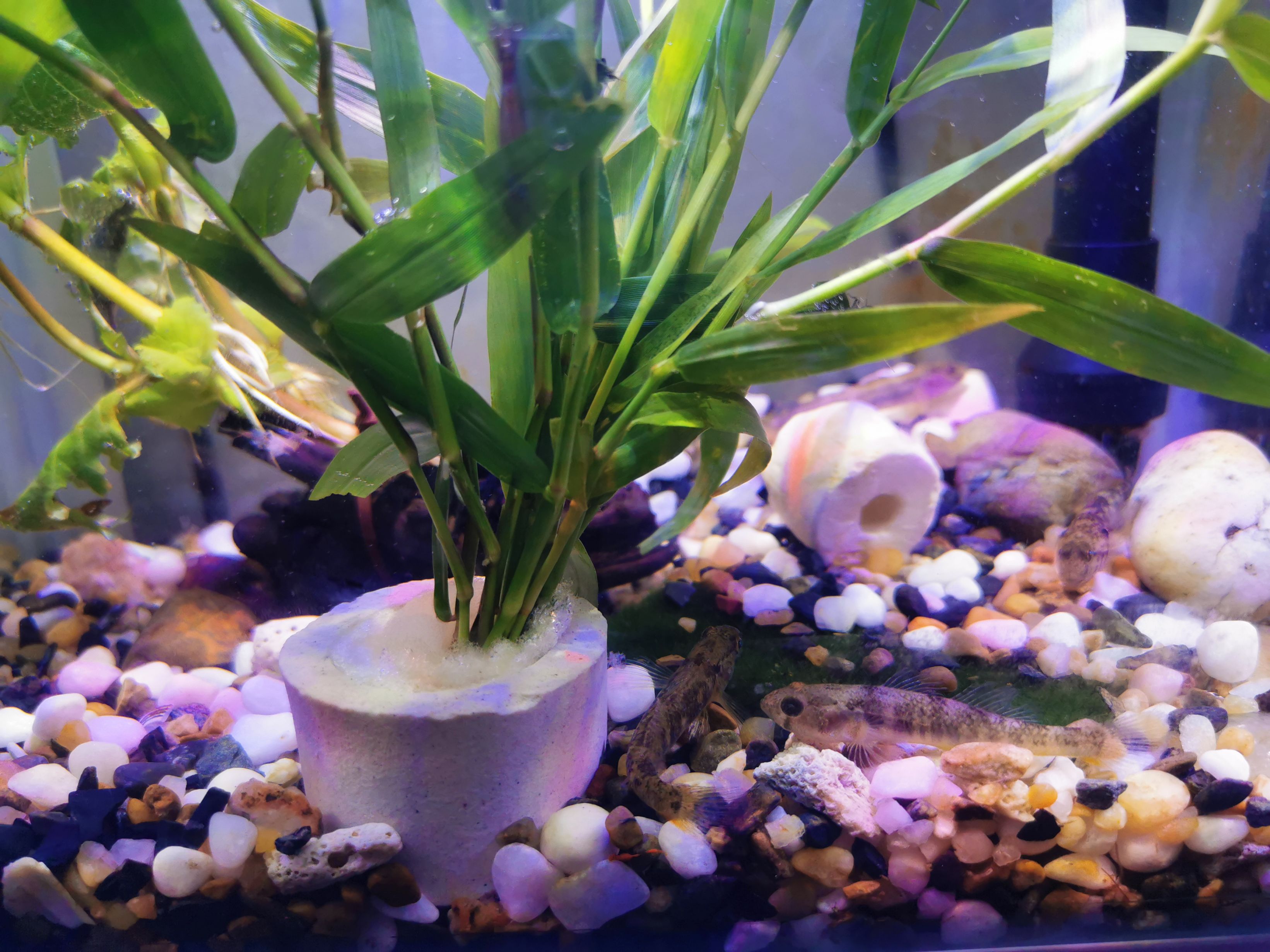 怎么减少鱼缸换水次数,怎么可以减少鱼缸换水次数