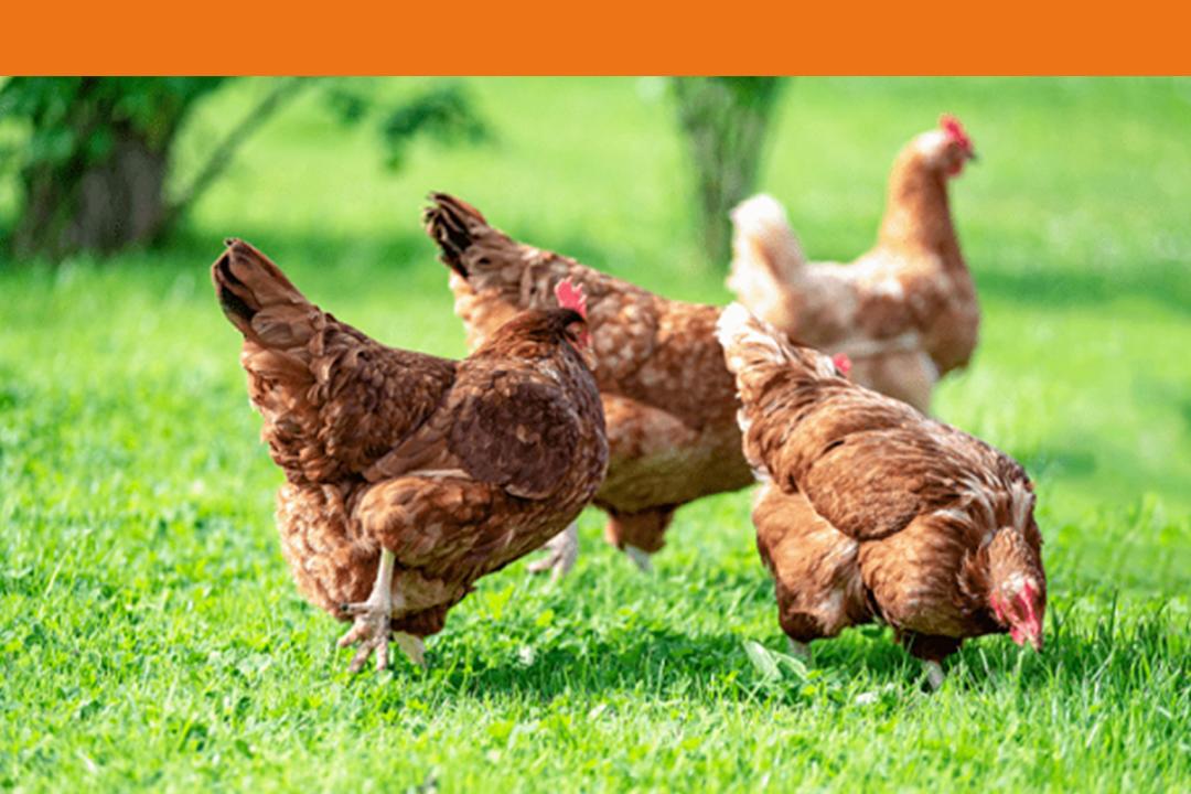 烧鸟是高端的烧烤么,烧鸟和烤串的区别