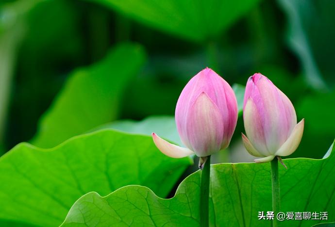 夏至将至，有钱没钱，记得吃“夏至5宝”，应季而食，平安入伏！