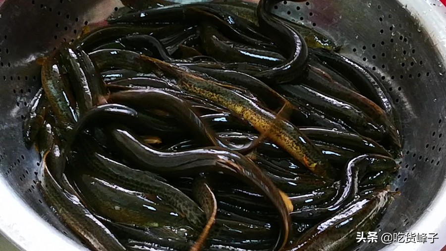 泥鳅有补钙的功效吗,所有的泥鳅都有很高的营养价值吗