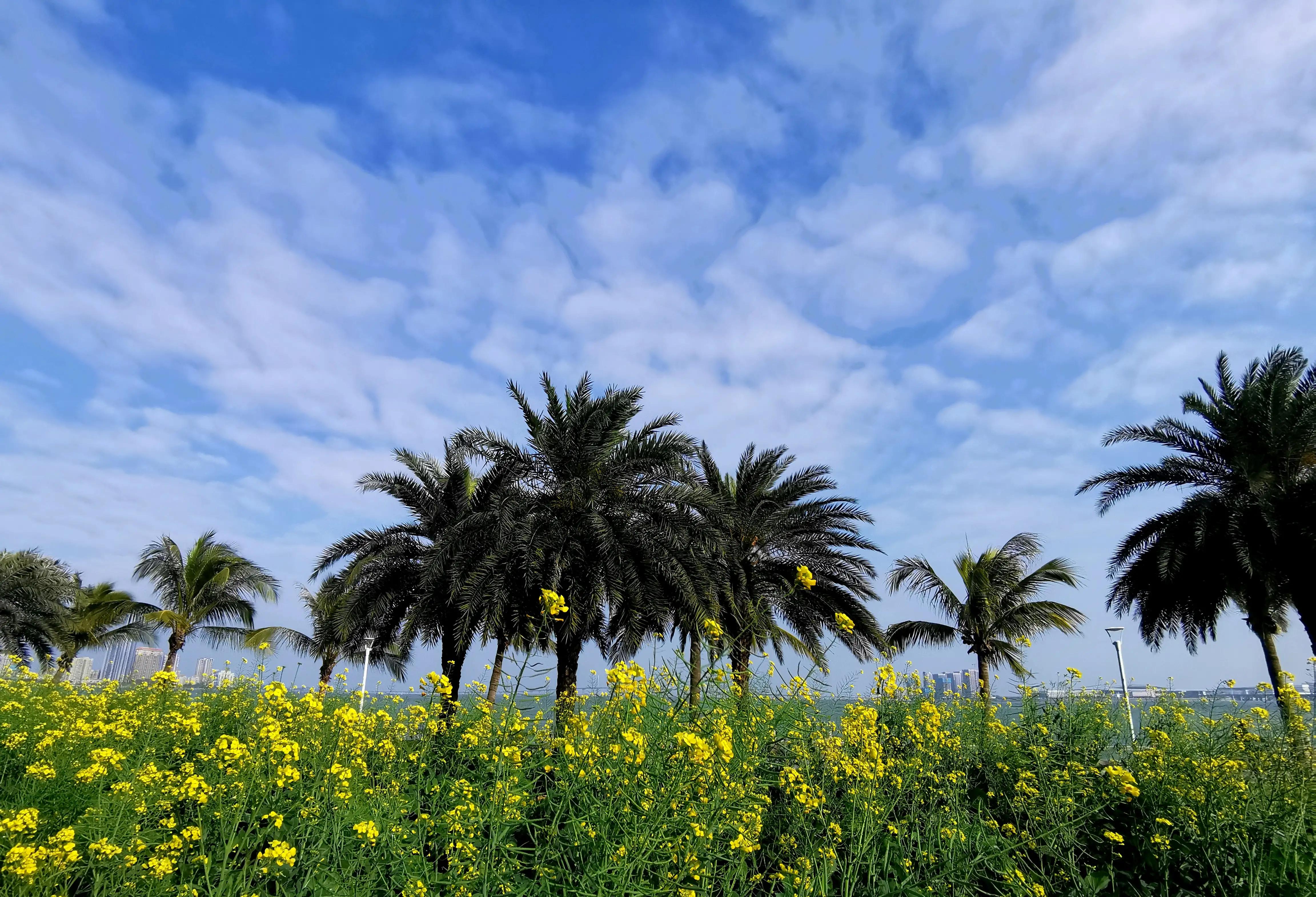 梅溪牌坊简介,珠海梅溪牌坊来历