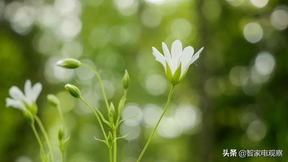 从卖家电到卖按摩仪，SKG却难改忽悠用户的本性