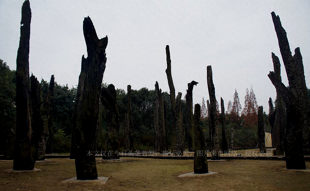 被埋超3000年40米阴沉木现身四川一工地，阴沉木为啥如此稀有？