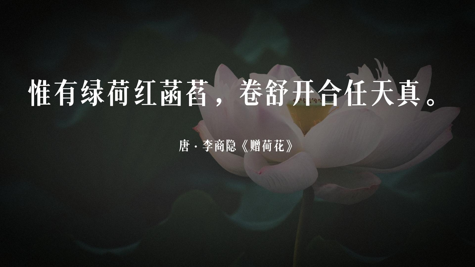 古诗词经典唯美名句关于荷花的,夏天赏荷花的唯美诗句大全