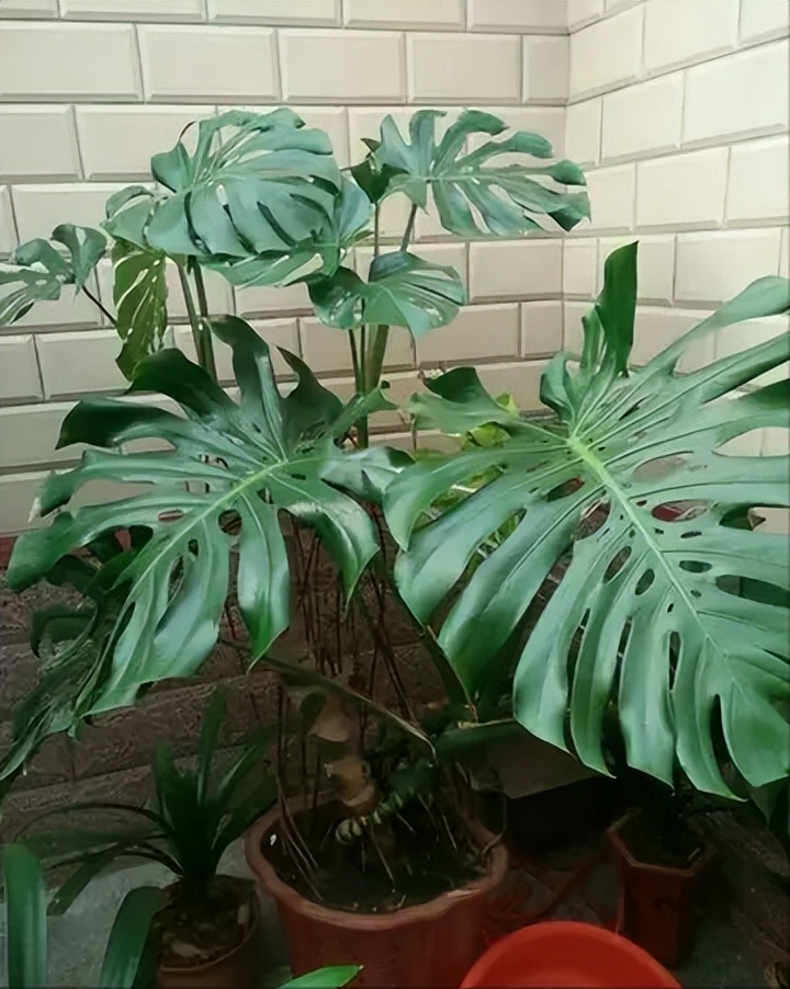 极度耐阴常绿10种花,6种花特别耐阴