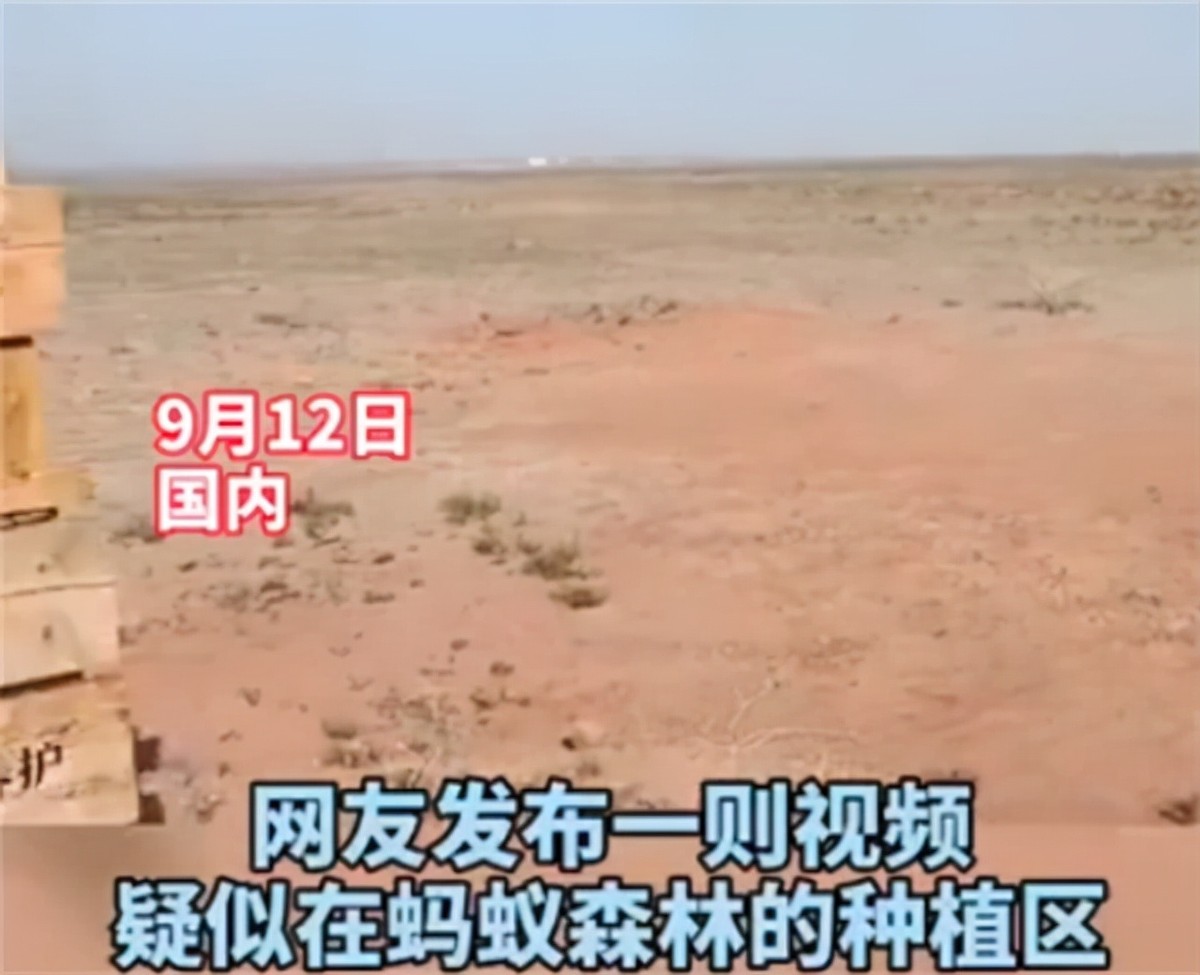 马云在沙漠种的树现在什么样了,马云承诺种树视频