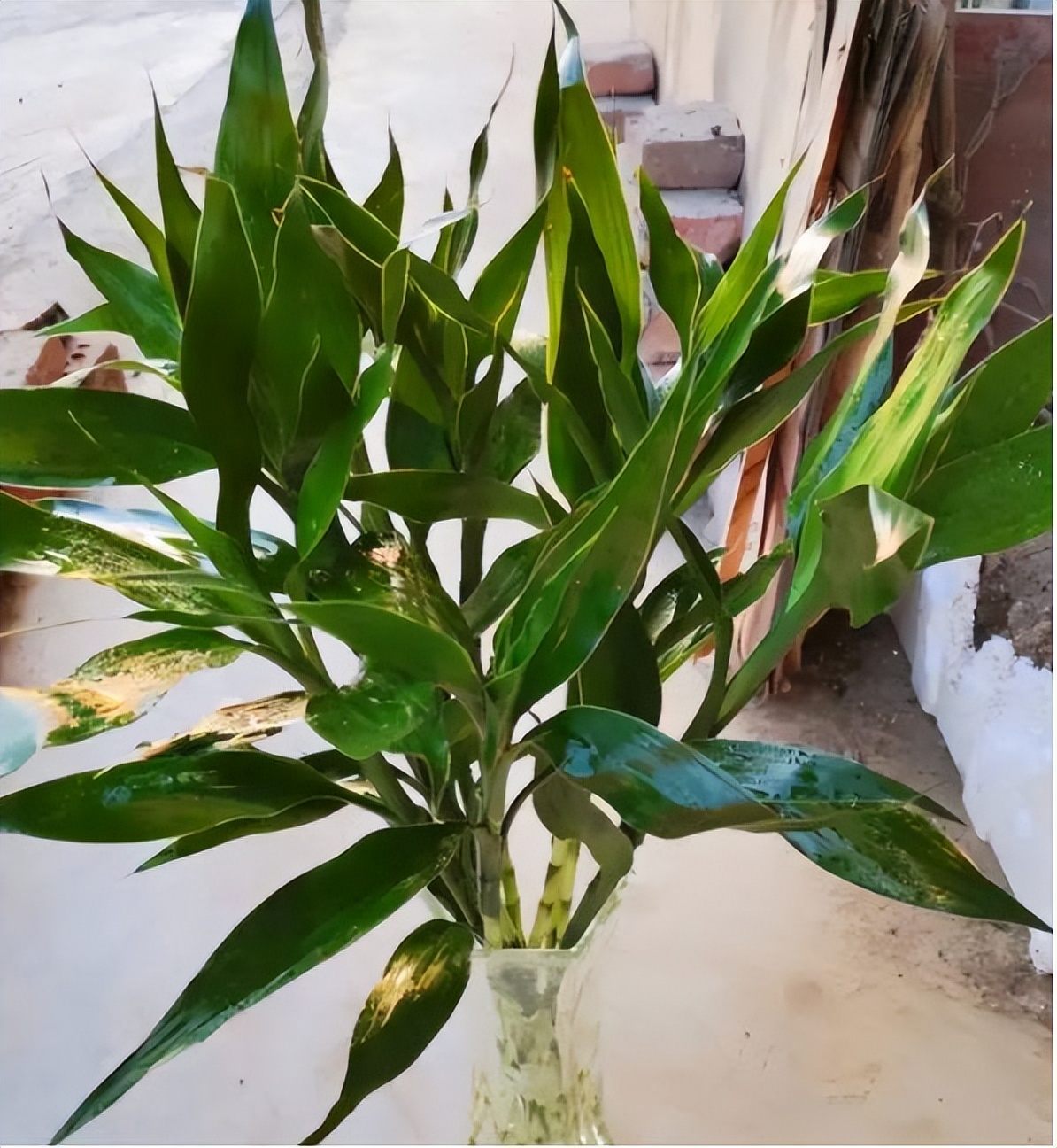 怎样让富贵竹长得又粗又壮,怎么能让富贵竹只长粗不长高