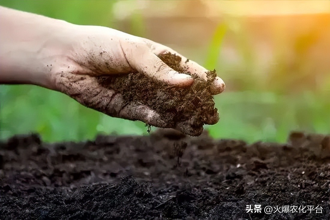棚里土板结最好的解决方法,大棚土壤板结解决方法