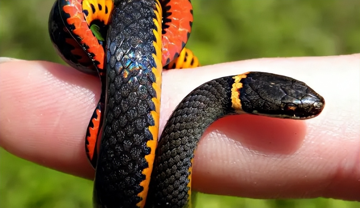 海南报恩巨蟒现况,巨蟒为报恩守护十几年