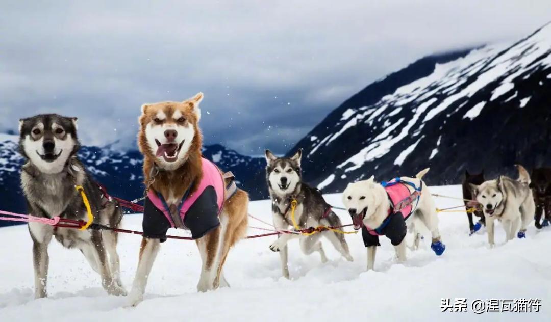 俄罗斯蓝猫法国蓝猫英国蓝猫,欧系俄罗斯蓝猫