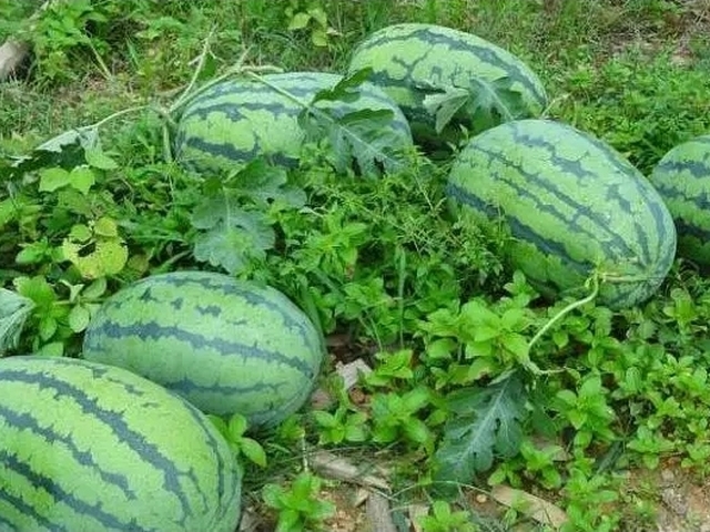 西瓜打针是真的吗,西瓜打针变甜是真的吗