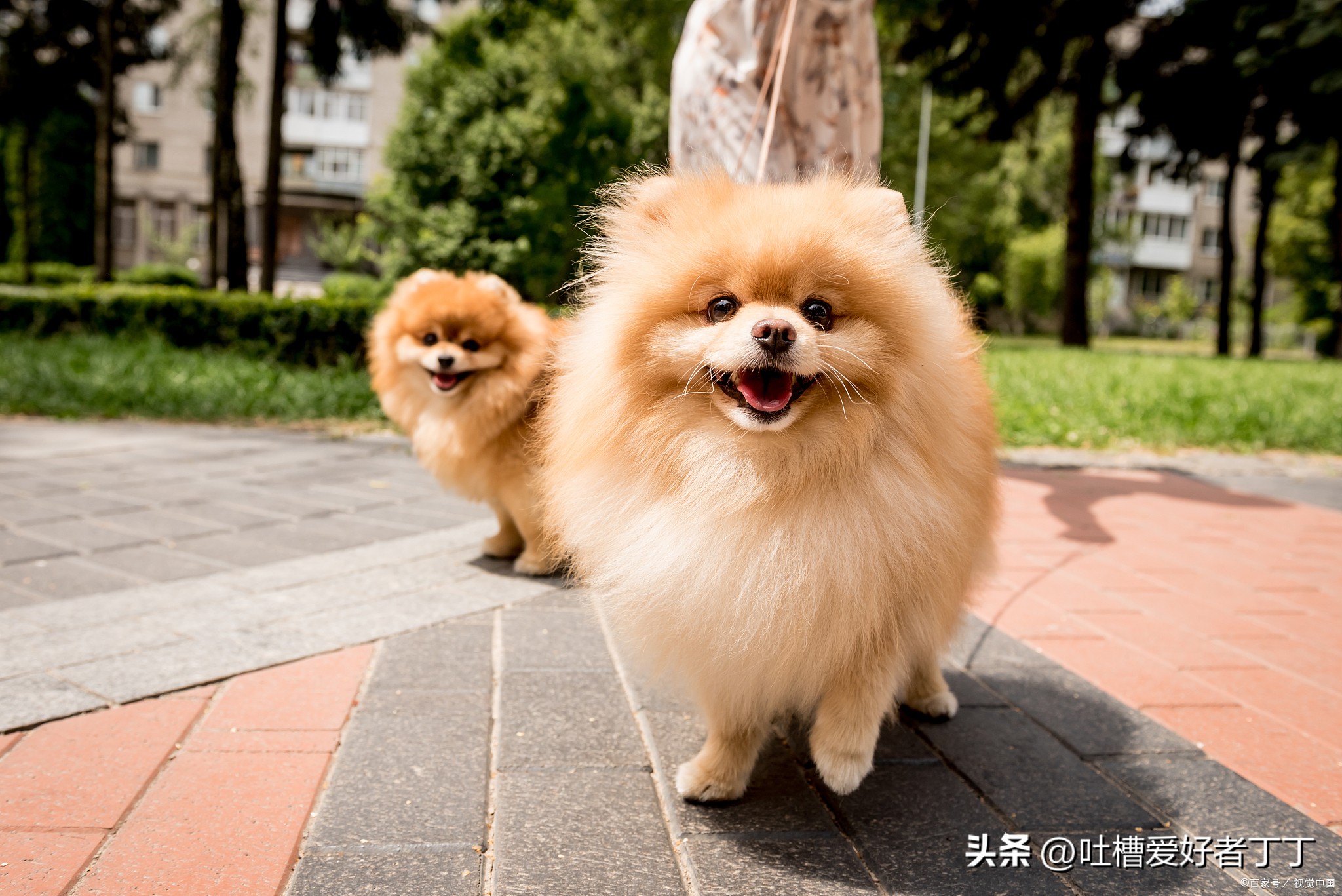 小型宠物狗品种有哪些,小型宠物狗养什么品种比较好