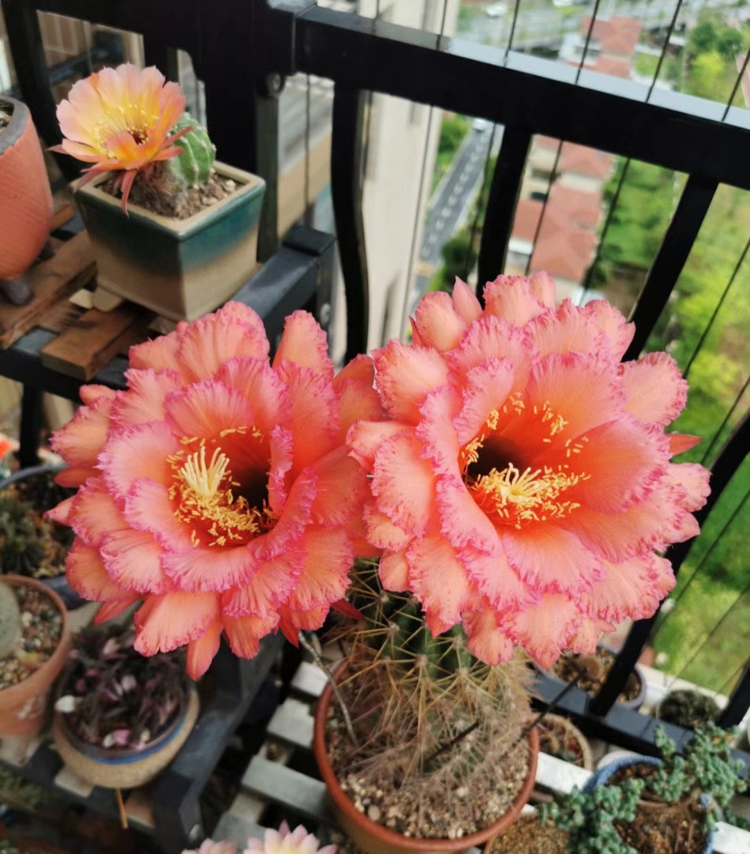 毛花柱克斯汀仙人球几月开花,花期最长的仙人球