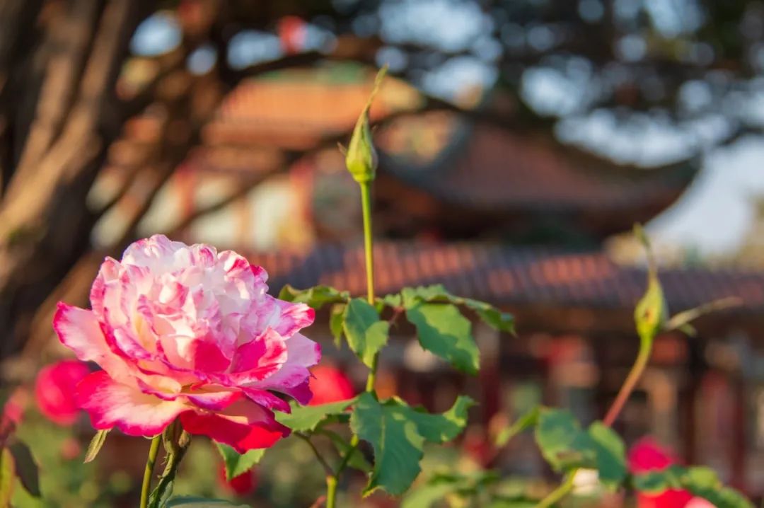 盛夏赴一场荷香之约,与夏天来场清凉的约会