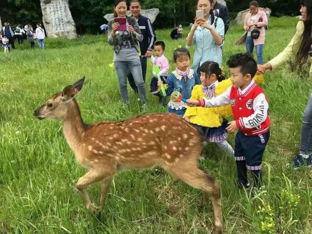 吉林抚松旅游,抚松一日游最佳去处