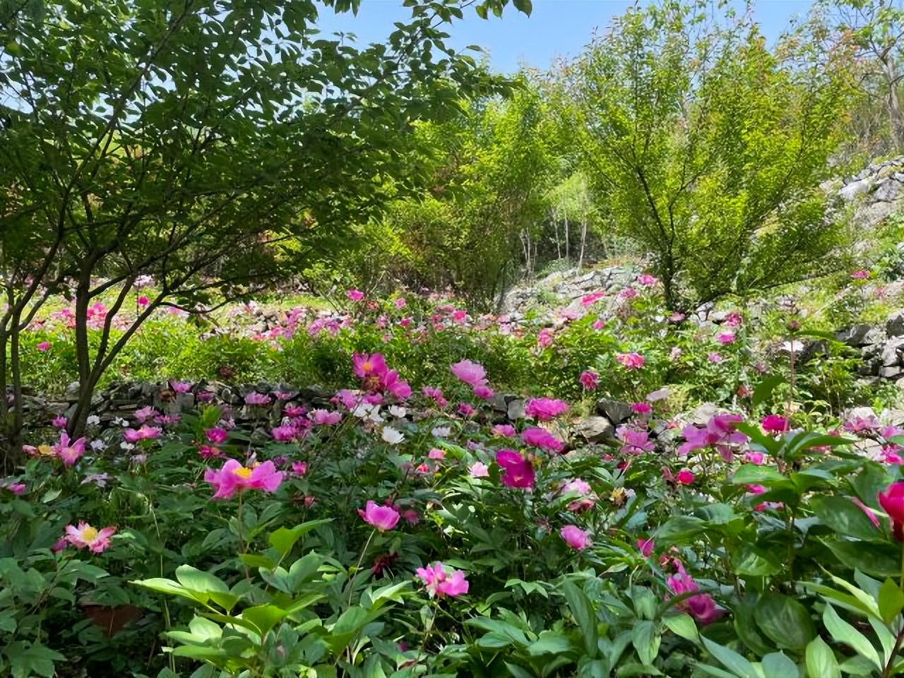 芜湖出发周边二日旅游景点推荐,芜湖市区有哪些景点是免费的