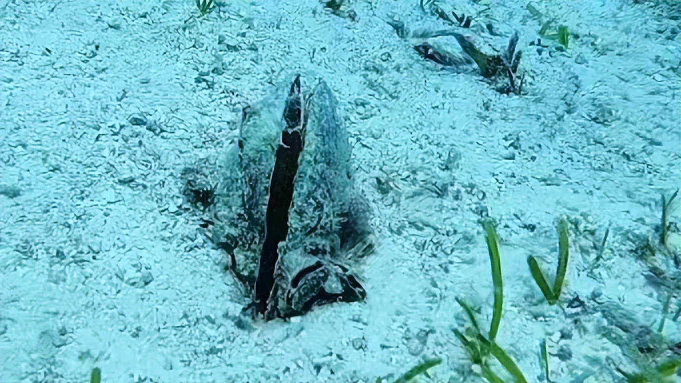 海南海鲜贝类有哪些,海南海鲜贝类