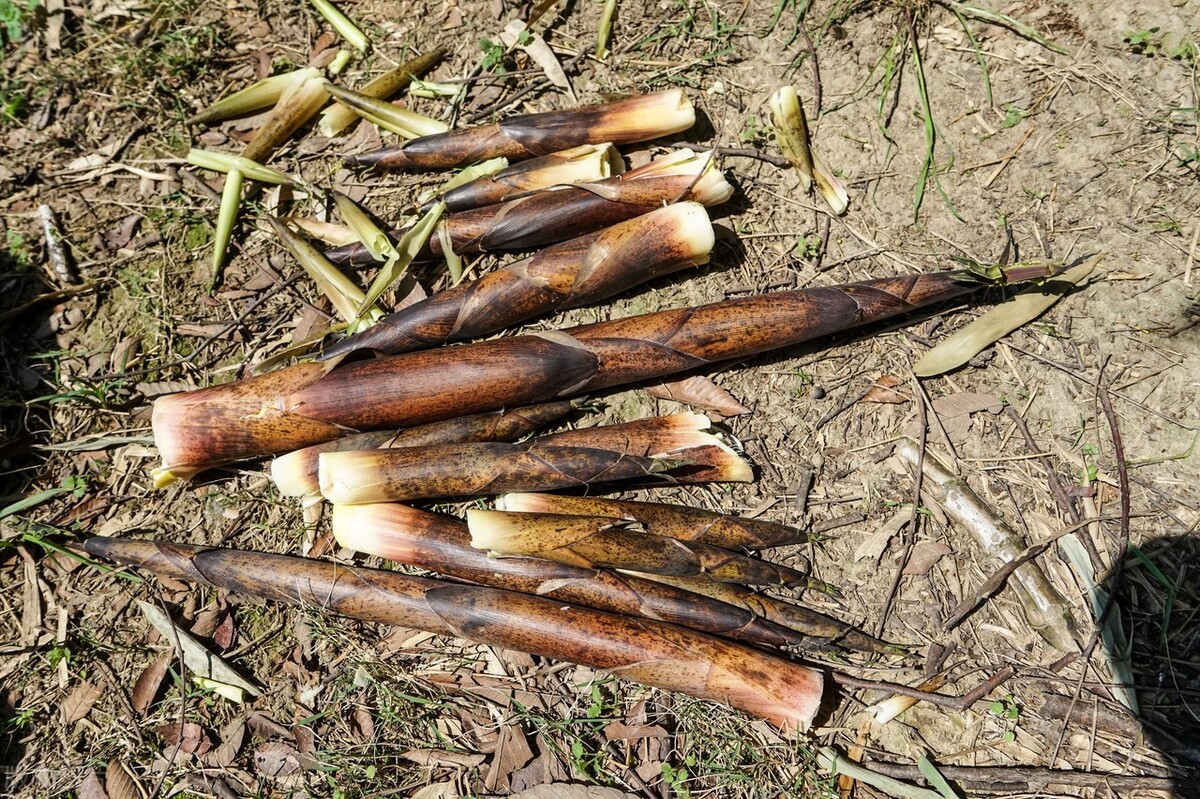 怎么挑大竹笋最好的方法,竹笋怎么选才是最好的