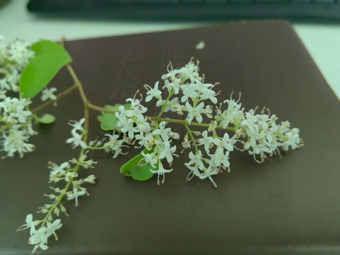 小蜡和小叶女贞区别,小叶女贞和水蜡叶片的区别