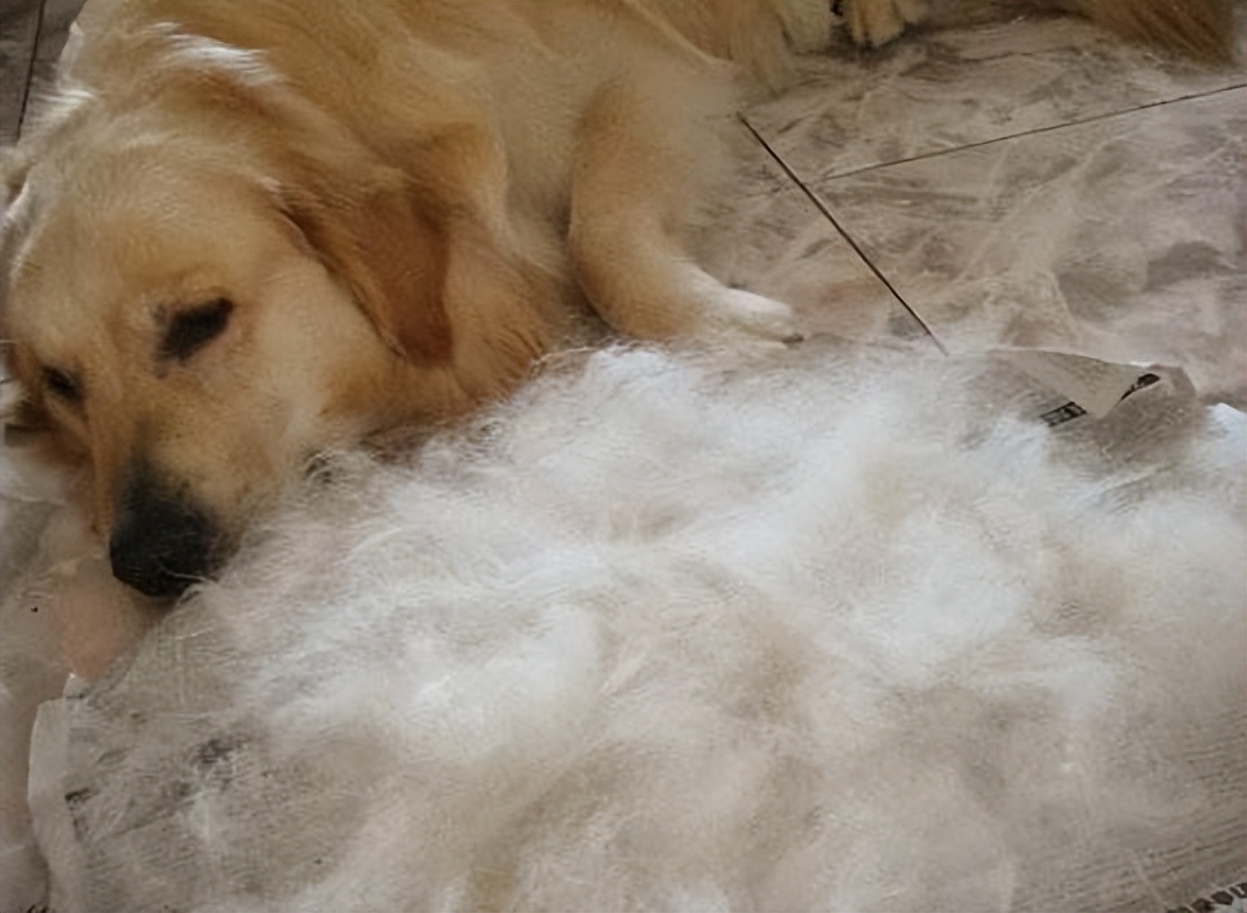 为什么金毛的弃养率这么高,为啥金毛弃养率那么高