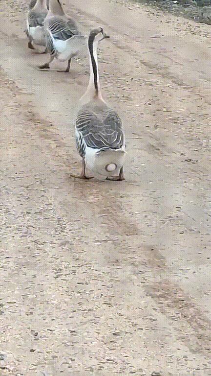 小鳄龟为啥养着养着就断尾了,以前不理解别人养宠物