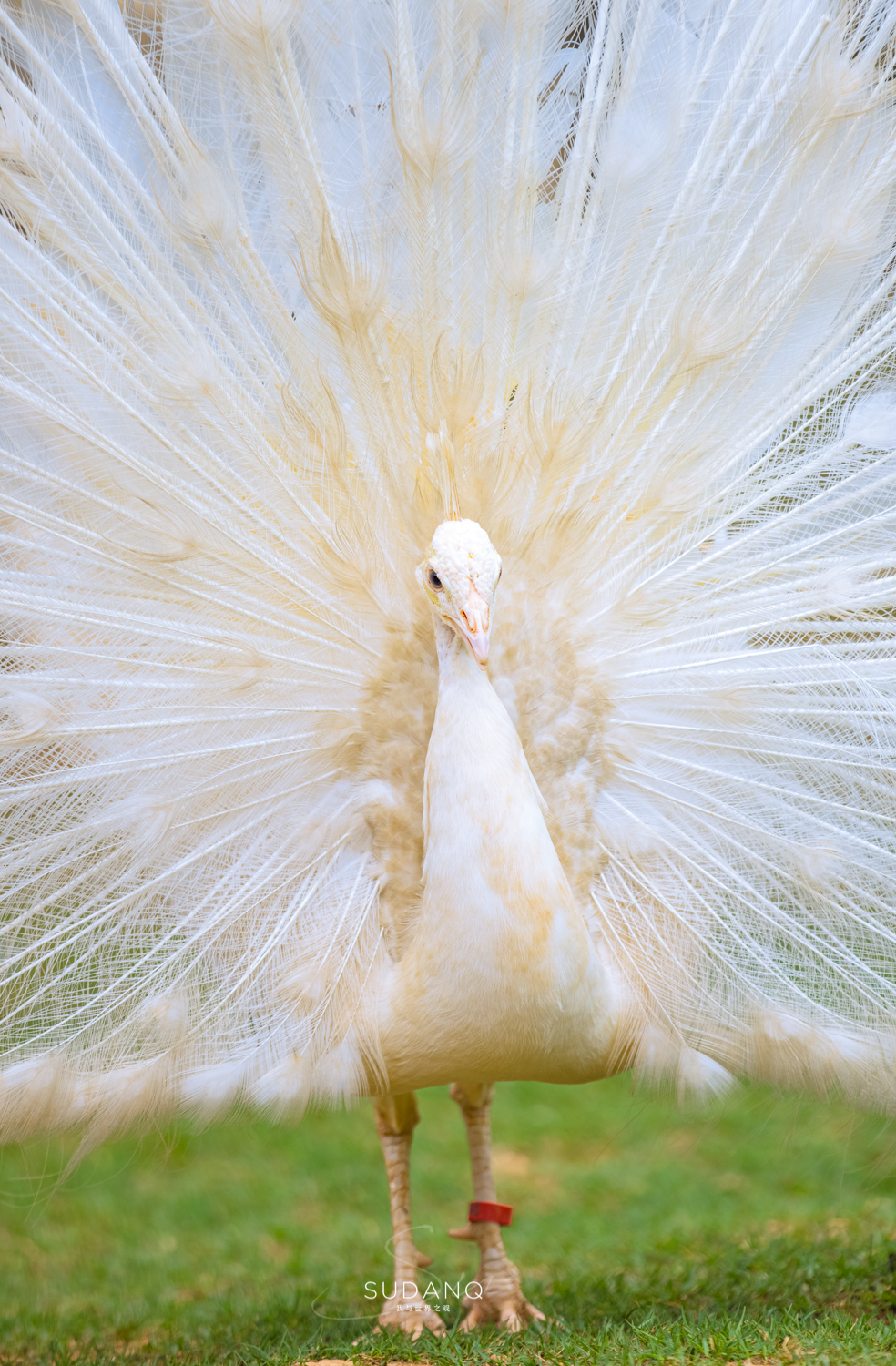 武汉哪个动物园比较适合小朋友玩,武汉值得带孩子去的动物园