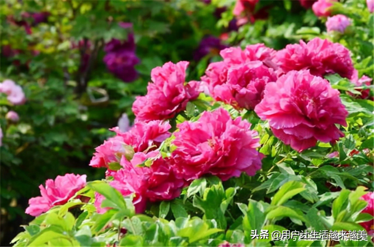 牡丹为什么被称为中国的国花,为什么牡丹能成为中国的国花