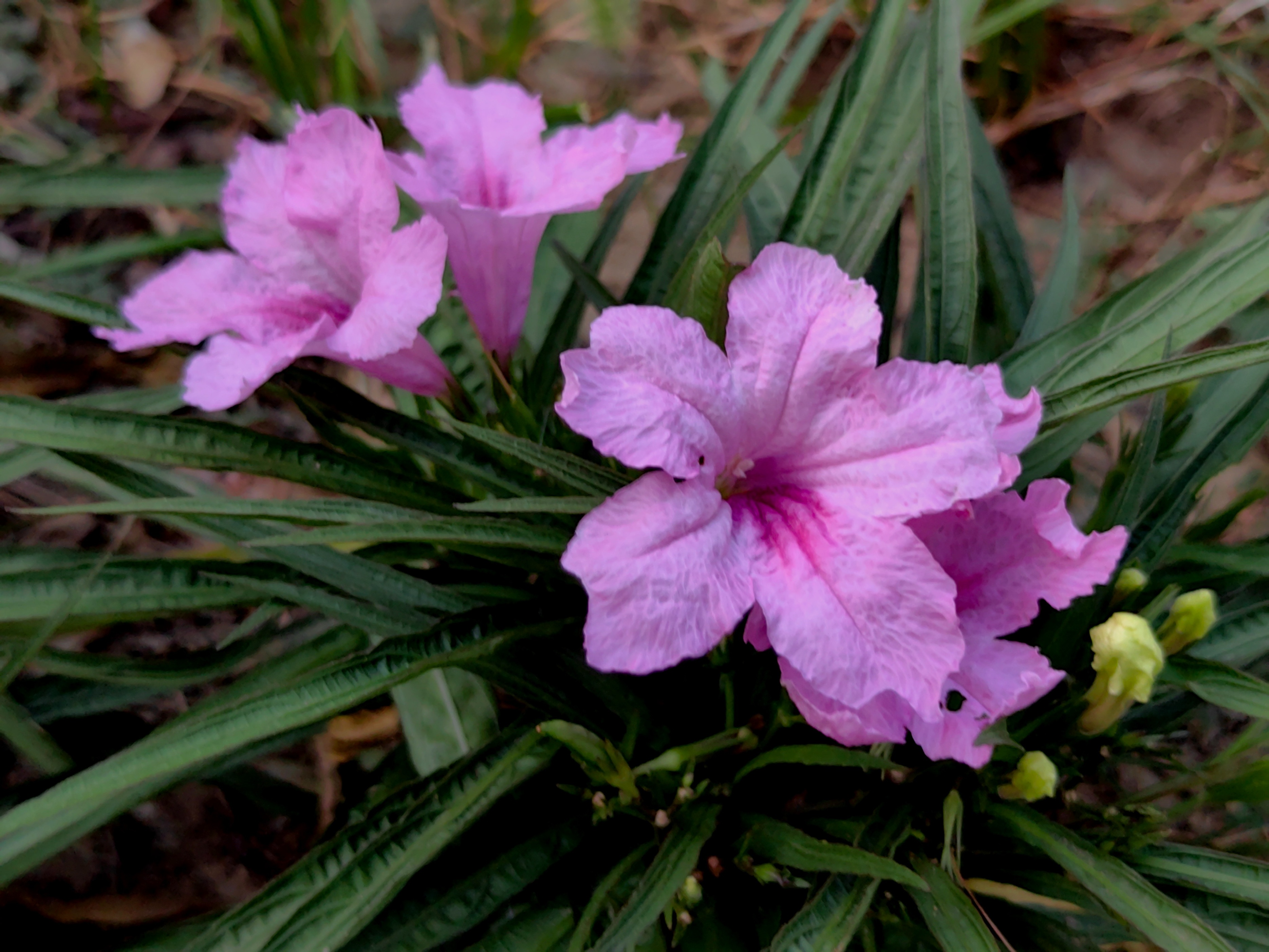 紫色兰花草:,蓝色花草品种