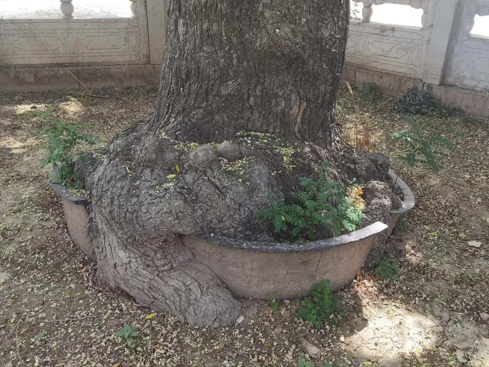 白云寺是河南四大名寺吗,河南四大白云寺名寺