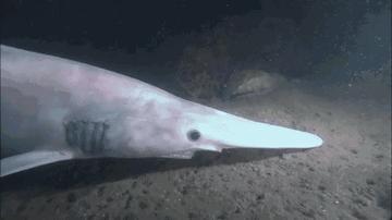 剑吻鲨科,剑吻鲨和深海霸主