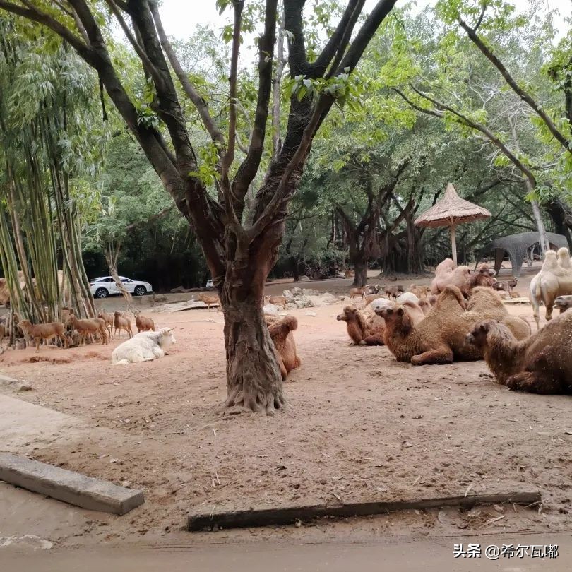 长隆游玩攻略推荐,长隆海洋王国游玩攻略大全视频