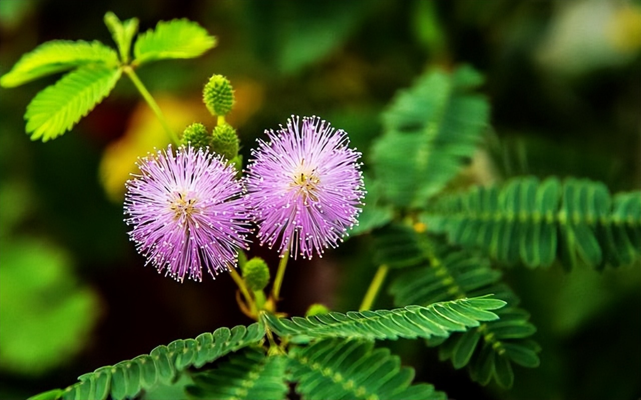 为什么碰含羞草会让毛发脱落,有含羞草需要注意什么