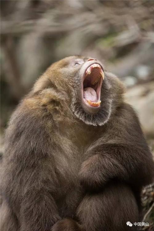 猴崽苦练猴爪功和铁砂掌，随母逃亡八年后竟然一掌成王|故事