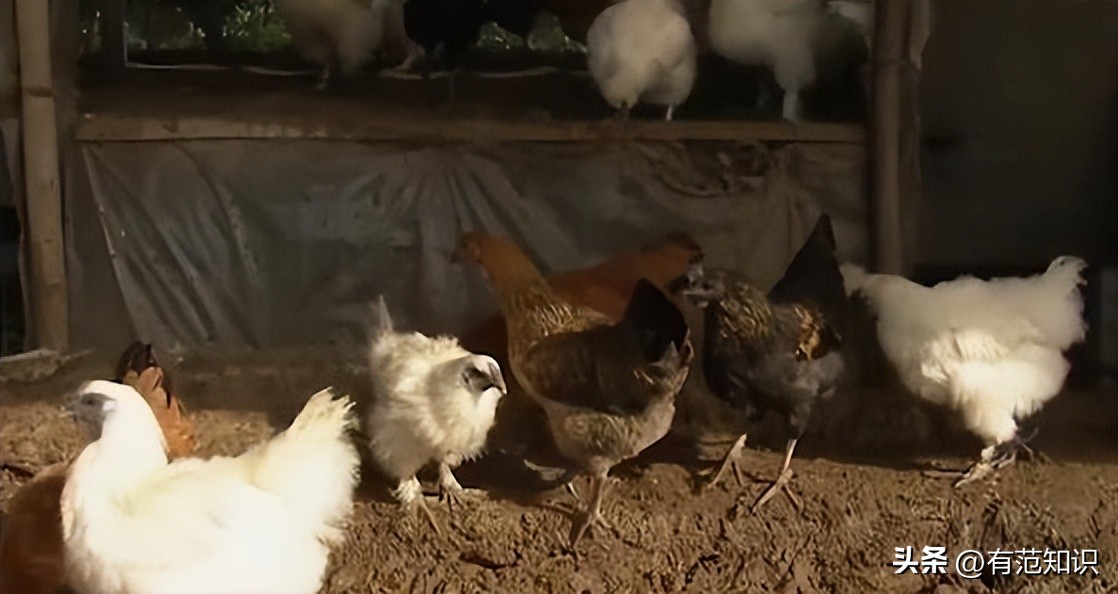 中科院博士裸辞,中科院博士谈裸辞开民宿