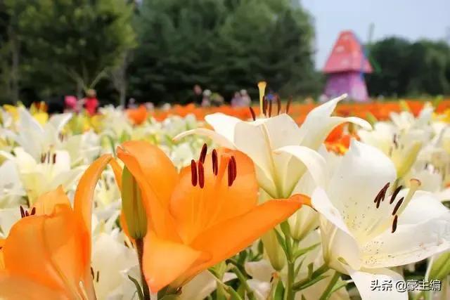 百合花有哪种常见病,百合花常见的病虫害及防治措施