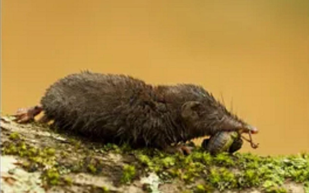 湖北十堰最近发现的蛇,湖北十堰白头蝰