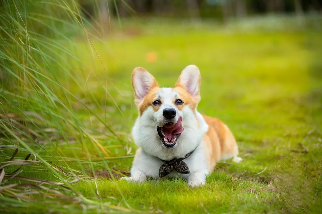 故事笑话幽默分享,晨会分享笑话合集