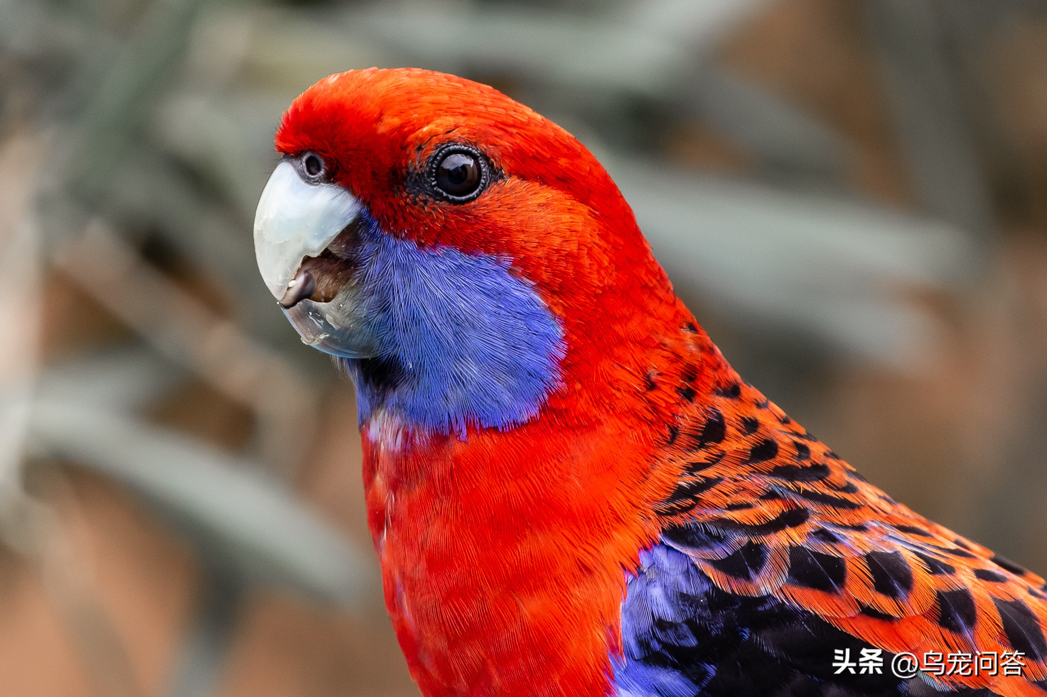 鹦鹉羽粉特别多,玄凤鹦鹉羽粉多怎么办