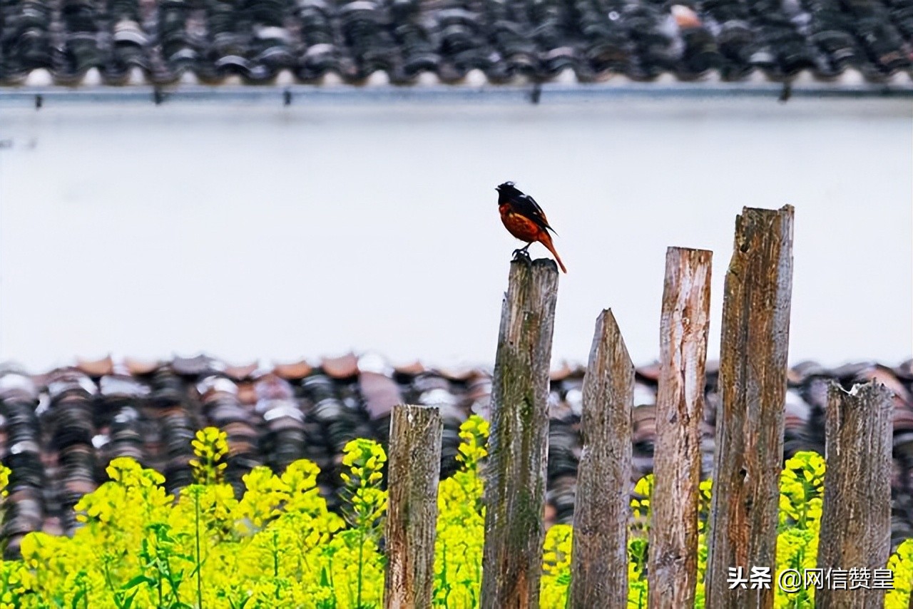 人民日报点名的10首清明诗词,清明请记住这些绝美的清明诗词