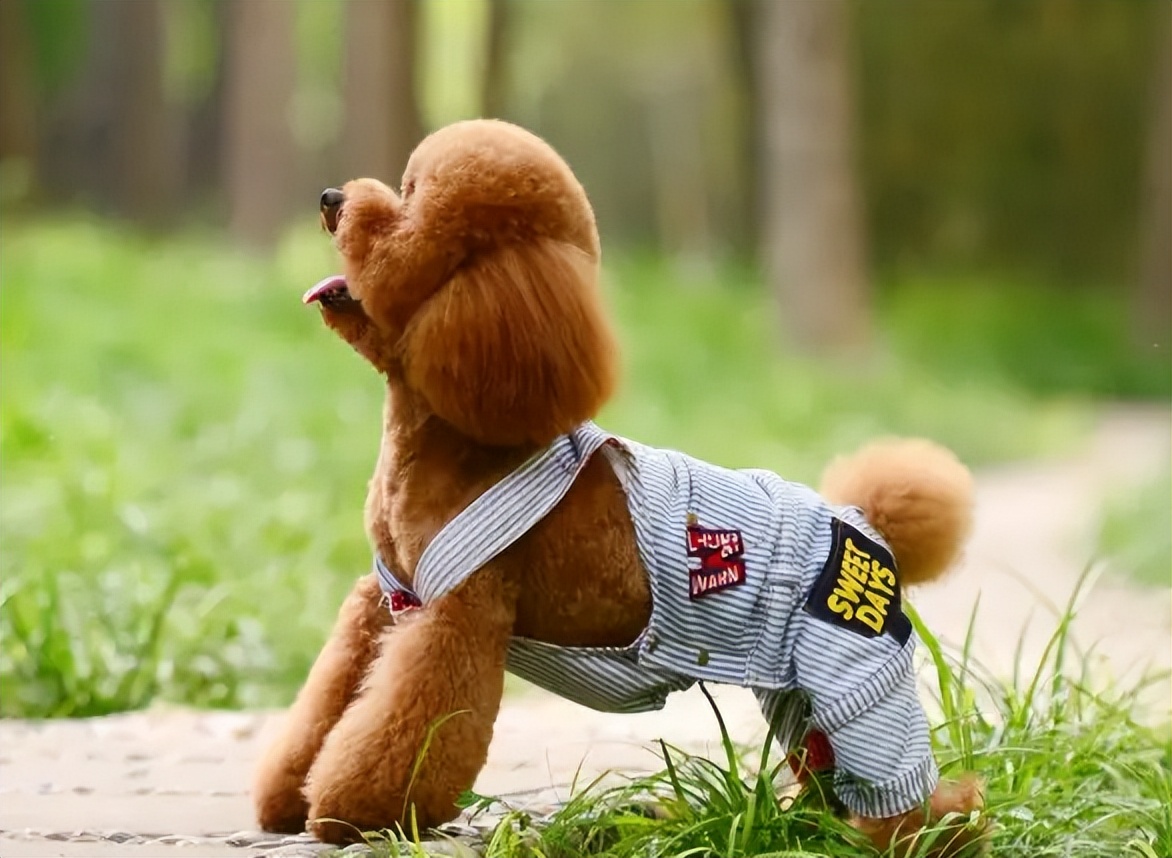 养狗品种推荐大型犬颜值高,北美养狗必备品种狗狗排行