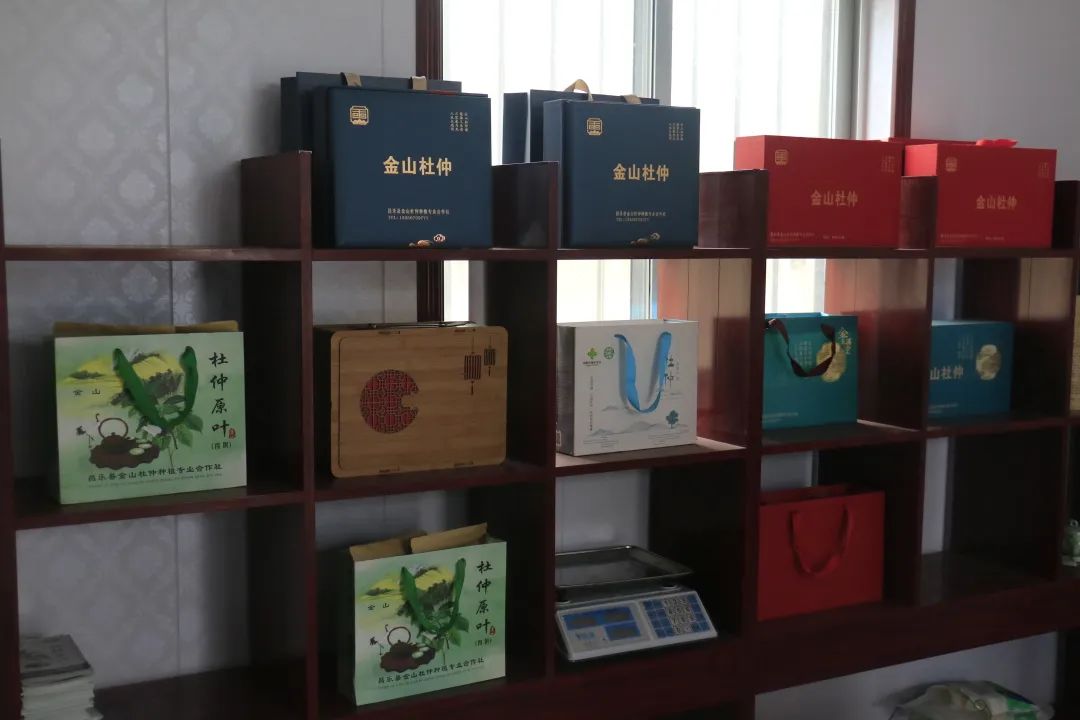 特色产业助力乡村振兴|鄌郚杜仲“小”雄花助农“大”增收