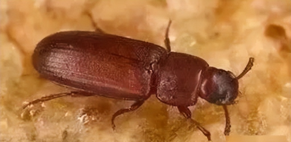 如何防止蚊虫进房间的方法,室内总有蚊子或者虫子怎么办