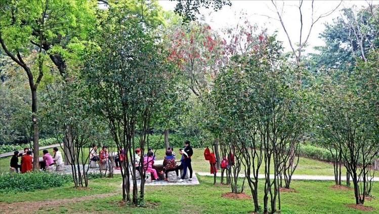 一月山茶花哪个地区最美,赏花山茶花