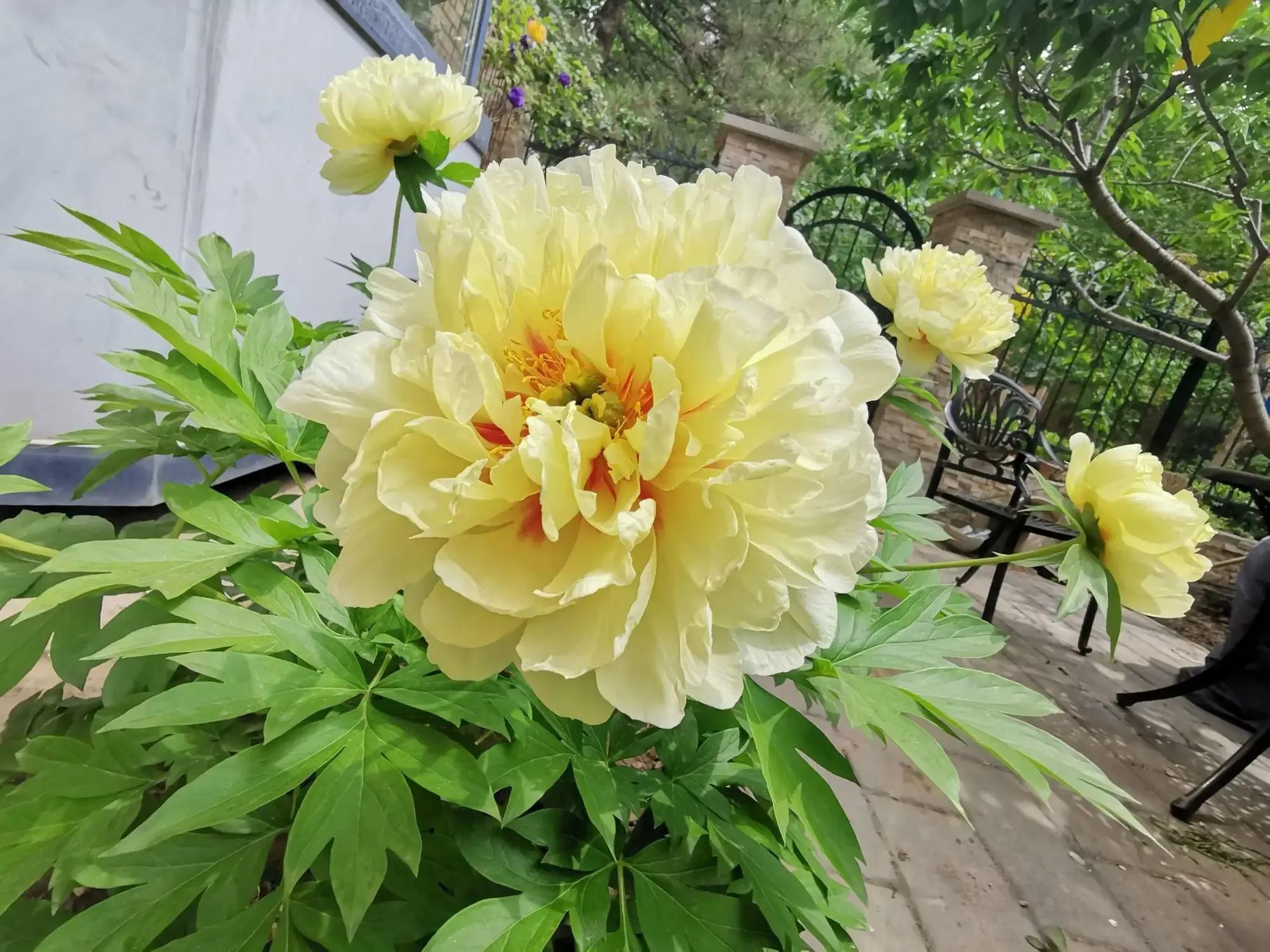 鐧借妽鏄嵂鏉愬悧,鑽潗鐧借妽璋佹敹