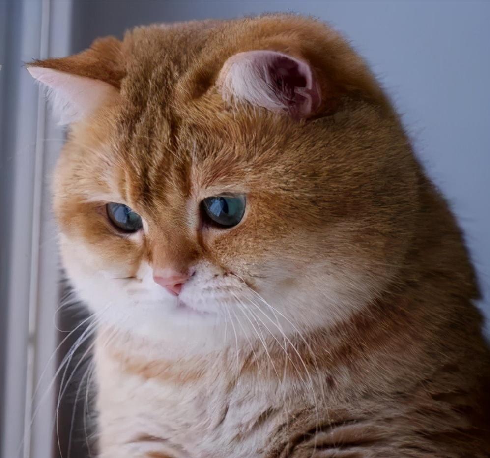 家猫适合养什么品种,最好养最粘人的十种长毛猫