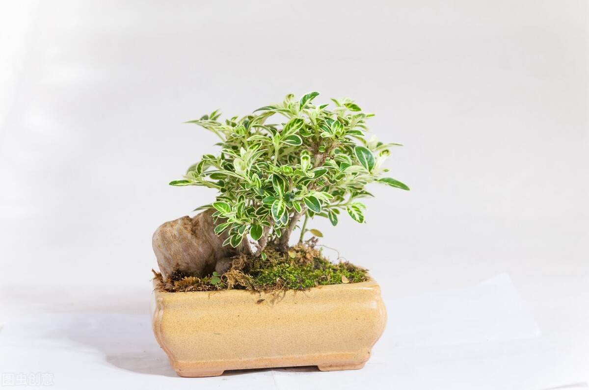 好养的植物小型图片和养殖方法,最好养的10种种植物